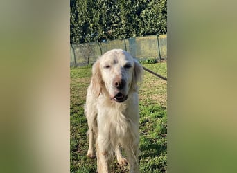 Baldone - Cappuccino mit Schokostreuseln gefällig?