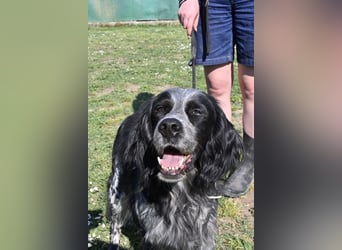 Curgan - Vom Champion zum Herzenshund