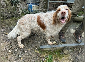 Buck - Ein neues Jahr, eine neue Hoffnung?