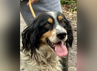 Shelby - Gibt es ein Leben danach?