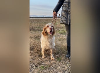 Buck - Ein neues Jahr, eine neue Hoffnung?