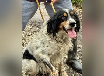 Shelby - Gibt es ein Leben danach?