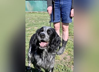 Curgan - Vom Champion zum Herzenshund