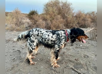 Lola, Jagdhündin für Rasseliebhaber