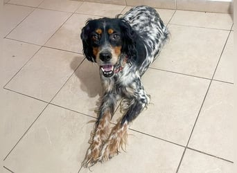 Lola, Jagdhündin für Rasseliebhaber