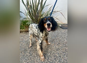 Lola, Jagdhündin für Rasseliebhaber