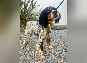 Lola, Jagdhündin für Rasseliebhaber