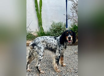 Lola, Jagdhündin für Rasseliebhaber