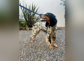 Lola, Jagdhündin für Rasseliebhaber