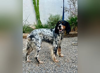 Lola, Jagdhündin für Rasseliebhaber