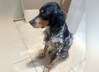 Lola, Jagdhündin für Rasseliebhaber