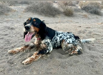 Lola, Jagdhündin für Rasseliebhaber