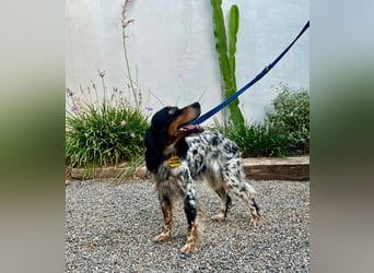 Lola, Jagdhündin für Rasseliebhaber