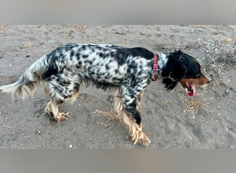 Lola, Jagdhündin für Rasseliebhaber