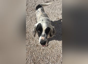 Senior Bili sucht warmes Körbchen mit Rücksicht auf seine Gelenke