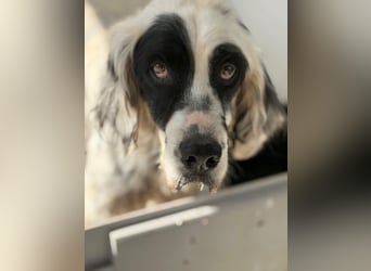 Notfall- Senior Bili sucht warmes Körbchen mit Rücksicht auf seine Gelenke