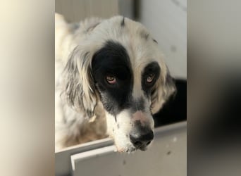 Notfall- Senior Bili sucht warmes Körbchen mit Rücksicht auf seine Gelenke