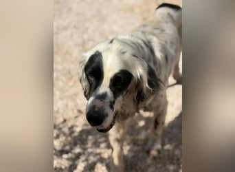 Senior Bili sucht warmes Körbchen mit Rücksicht auf seine Gelenke