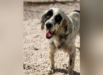 Notfall- Senior Bili sucht warmes Körbchen mit Rücksicht auf seine Gelenke