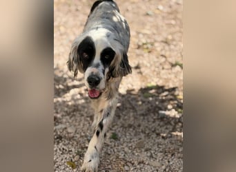 Notfall- Senior Bili sucht warmes Körbchen mit Rücksicht auf seine Gelenke