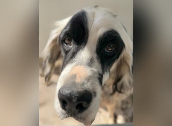 Senior Bili sucht warmes Körbchen mit Rücksicht auf seine Gelenke