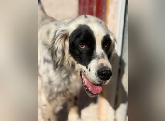 Senior Bili sucht warmes Körbchen mit Rücksicht auf seine Gelenke