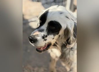 Senior Bili sucht warmes Körbchen mit Rücksicht auf seine Gelenke