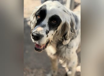 Senior Bili sucht warmes Körbchen mit Rücksicht auf seine Gelenke