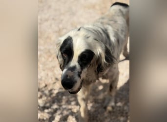 Notfall- Senior Bili sucht warmes Körbchen mit Rücksicht auf seine Gelenke
