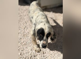 Notfall- Senior Bili sucht warmes Körbchen mit Rücksicht auf seine Gelenke
