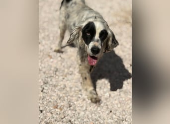 Senior Bili sucht warmes Körbchen mit Rücksicht auf seine Gelenke