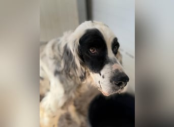 Senior Bili sucht warmes Körbchen mit Rücksicht auf seine Gelenke