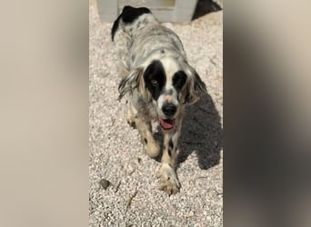 Notfall- Senior Bili sucht warmes Körbchen mit Rücksicht auf seine Gelenke