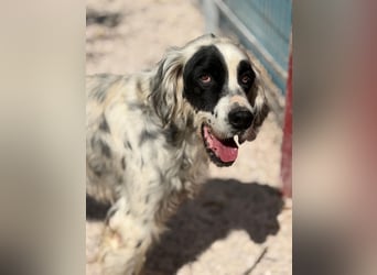 Senior Bili sucht warmes Körbchen mit Rücksicht auf seine Gelenke