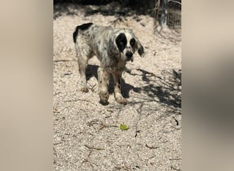 Notfall- Senior Bili sucht warmes Körbchen mit Rücksicht auf seine Gelenke