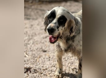 Notfall- Senior Bili sucht warmes Körbchen mit Rücksicht auf seine Gelenke