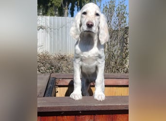 English setter Hündin