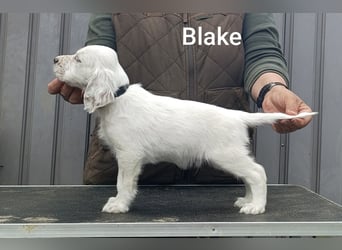 English setter Rüde Welpe