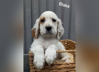 English setter Rüde Welpe