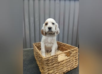 English setter Rüde Welpe