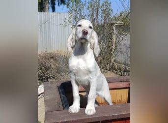 English setter Hündin