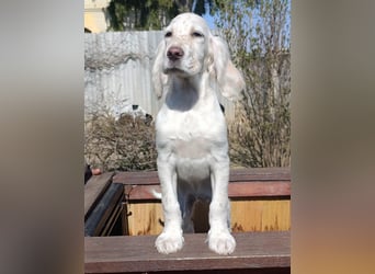 English setter Hündin