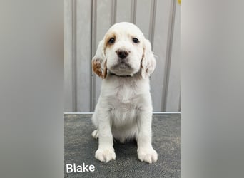 English setter Rüde Welpe