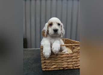 English setter Rüde Welpe
