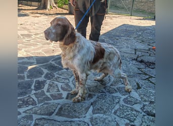 Caos