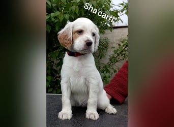 English setter Hündin