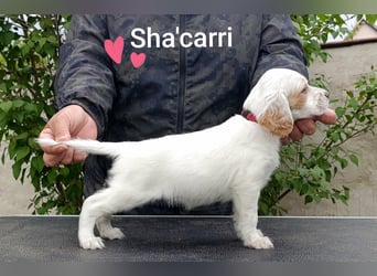 English setter Hündin