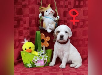 English setter Hündin