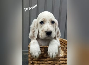 English setter Rüde, Khyannes Powell