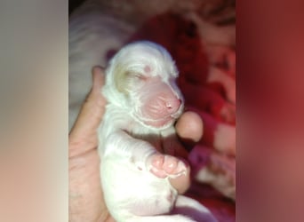 English setter Hündin